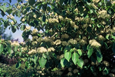 Reuzenkornoelje Cornus controversa Struik 40-60 Pot C3