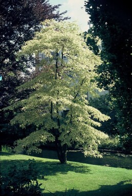 Cornouiller des Pagodes Cornus controversa 'Variegata' Arbuste 30-40 Pot 3 l (C3)