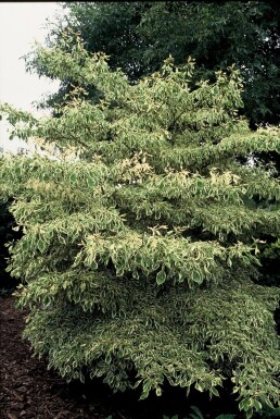 Cornus controversa 'Variegata' Pagodkornell buske 30-40 i kruka C3