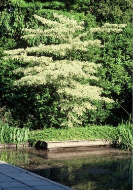 Reuzenkornoelje Cornus controversa 'Variegata' Struik 30-40 Pot C3