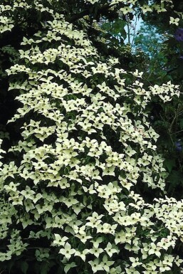 Japanse kornoelje Cornus kousa Struik 40-50 Pot C3