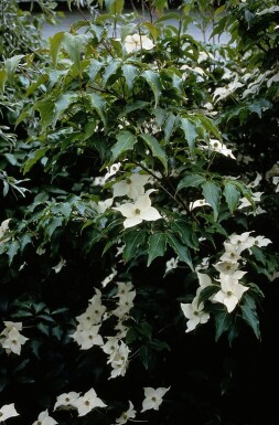 Japanse kornoelje Cornus kousa Struik 40-50 Pot C3