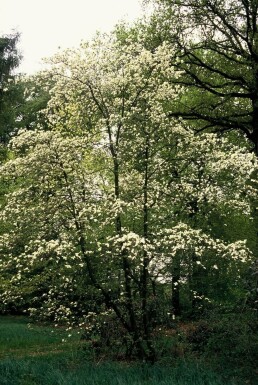 Japanse kornoelje Cornus kousa Struik 40-50 Pot C3