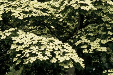 Japanse kornoelje Cornus kousa Struik 40-50 Pot C3