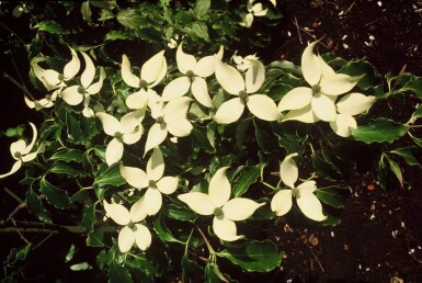 Japanse kornoelje Cornus kousa Struik 40-50 Pot C3