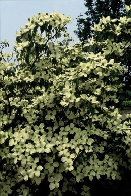 Cornus kousa 'China Girl' Kousa dogwood buske 30-40 i kruka C2