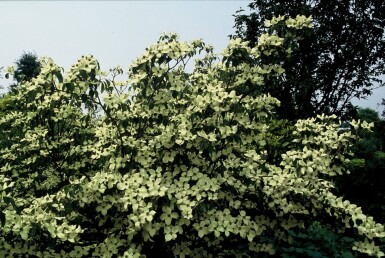 Japanse kornoelje Cornus kousa 'China Girl' Struik 30-40 Pot C2