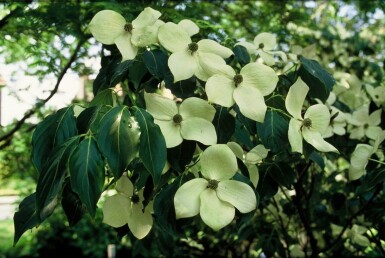 Cornus kousa 'China Girl' Kousa dogwood buske 30-40 i kruka C2