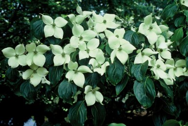 Koreakornel Cornus kousa 'China Girl' busk 30-40 potte C2