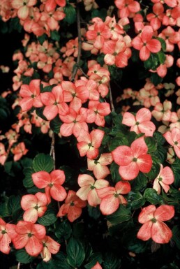 Cornus kousa 'Satomi' Koreansk blomsterkornell buske 30-40 i kruka C2