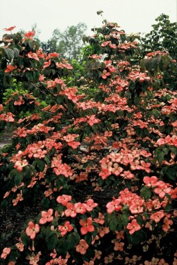 Cornus kousa 'Satomi' Koreansk blomsterkornell buske 30-40 i kruka C2