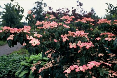 Cornouiller Kousa Cornus kousa 'Satomi' Arbuste 30-40 Pot 2 l (C2)