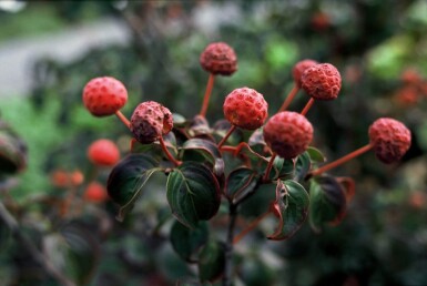 Japanischer Blumen-Hartriegel Cornus kousa 'Satomi' Strauch 30-40 Topf 2 ltr. (C2)