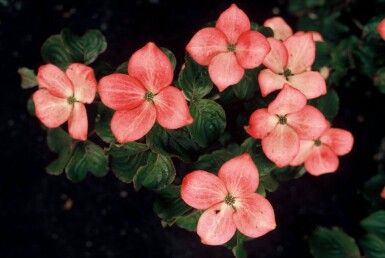 Cornus kousa 'Satomi' Koreansk blomsterkornell buske 30-40 i kruka C2