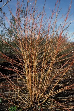 Rød kornel Cornus sanguinea 'Midwinter Fire' busk 20-30 potte C2