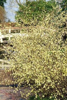 Corylopsis pauciflora Storblommig skenhassel buske 20-30 i kruka C2