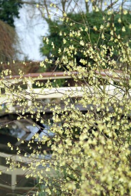 Corylopsis pauciflora Storblommig skenhassel buske 20-30 i kruka C2