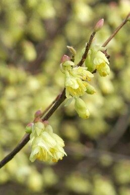 Corylopsis pauciflora Storblommig skenhassel buske 20-30 i kruka C2