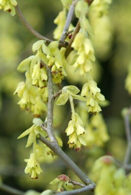 Noisetier d'hiver Corylopsis spicata Arbuste 20-30 Pot 2 l (C2)