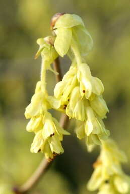 Schijnhazelaar Corylopsis spicata Struik 20-30 Pot C2