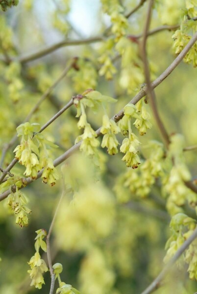 Corylopsis spicata