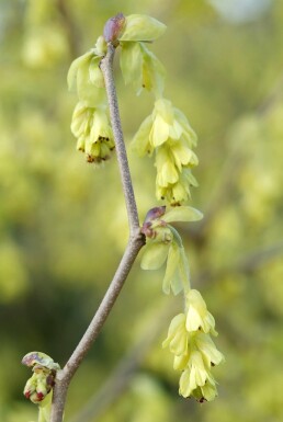 Schijnhazelaar Corylopsis spicata Struik 20-30 Pot C2