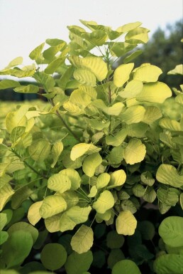 Parykbusk Cotinus coggygria 'Golden Spirit' busk 20-30 potte C2