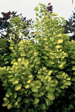 Cotinus coggygria 'Golden Spirit' Perukbuske buske 20-30 i kruka C2