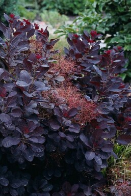 Cotinus coggygria 'Royal Purple' Perukbuske buske 20-30 i kruka C2