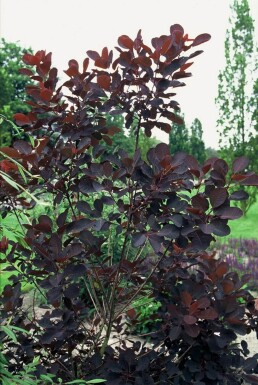 Cotinus coggygria 'Royal Purple' Perukbuske buske 20-30 i kruka C2