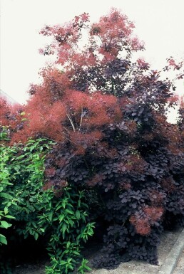 Cotinus coggygria 'Royal Purple' Perukbuske buske 20-30 i kruka C2