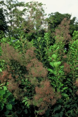 Cotinus coggygria 'Young Lady' Perukbuske buske 30-40 i kruka C2