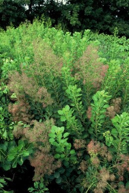 Cotinus coggygria 'Young Lady' Perukbuske buske 30-40 i kruka C2