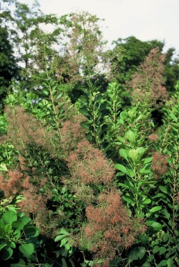 Cotinus coggygria 'Young Lady' Perukbuske buske 30-40 i kruka C2