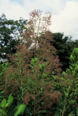 Cotinus coggygria 'Young Lady' Perukbuske buske 30-40 i kruka C2