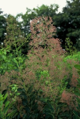 Cotinus coggygria 'Young Lady' Perukbuske buske 30-40 i kruka C2