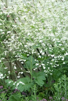 Kæmpeslør Crambe cordifolia 5-10 potte P9