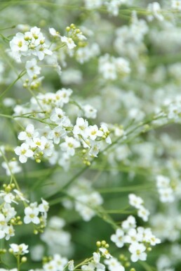 Zeekool Crambe cordifolia 5-10 Pot P9