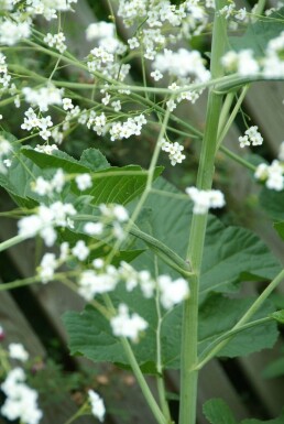 Kæmpeslør Crambe cordifolia 5-10 potte P9