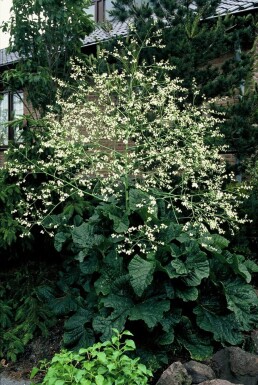 Zeekool Crambe cordifolia 5-10 Pot P9