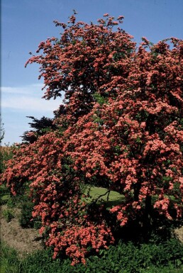 Hawthorn Crataegus laevigata 'Paul's Scarlet' busk 100-120 potte C12