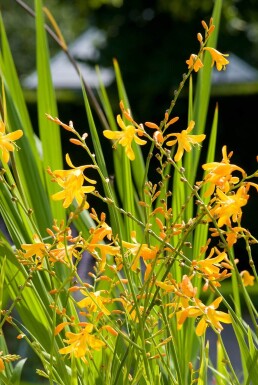 Crocosmia 'George Davison' Montbretior 5-10 i kruka P9