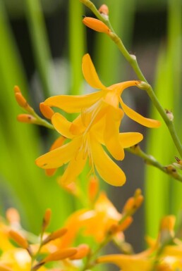 Crocosmia 'George Davison' Montbretior 5-10 i kruka P9