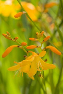 Crocosmia 'George Davison' Montbretior 5-10 i kruka P9