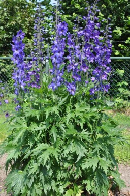 Rittersporn Delphinium pacific 'Black Knight' 5-10 Topf 9x9 cm (P9)