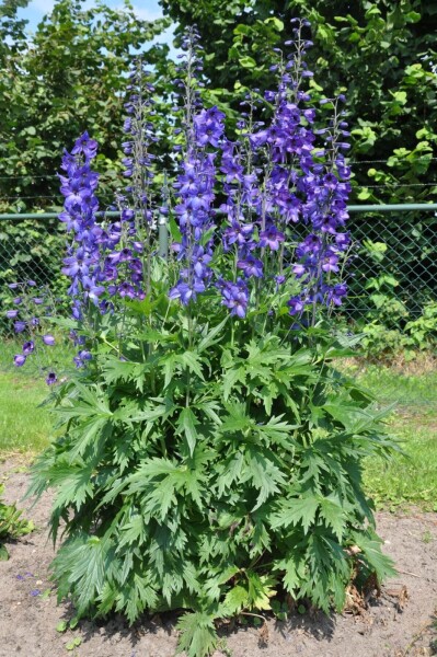 Delphinium elatum 'Black Knight'