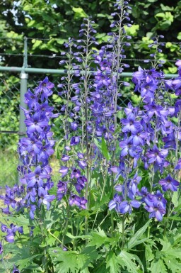 Rittersporn Delphinium pacific 'Black Knight' 5-10 Topf 9x9 cm (P9)