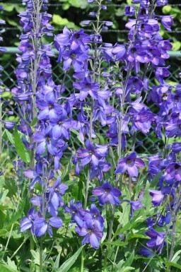 Staude-ridderspore Delphinium elatum 'Black Knight' 5-10 potte P9