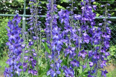 Staude-ridderspore Delphinium elatum 'Black Knight' 5-10 potte P9