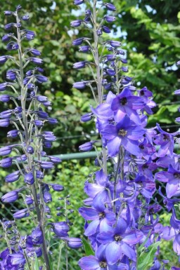 Staude-ridderspore Delphinium elatum 'Black Knight' 5-10 potte P9